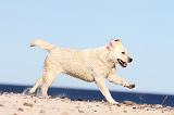 LABRADOR 596